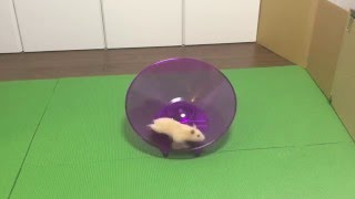 フライングソーサー・回し車で遊ぶキンクマハムスター/Kinkuma hamster playing on the Flying Saucer