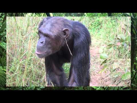 Wideo: Pet Scoop: Study Links Małpa wargowa w ludzką mowę, policjant Łapie Nieuchwytny Shih Tzu