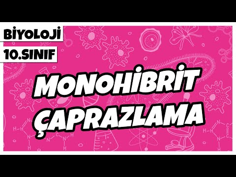 10. Sınıf Biyoloji - Monohibrit Çaprazlama | 2022