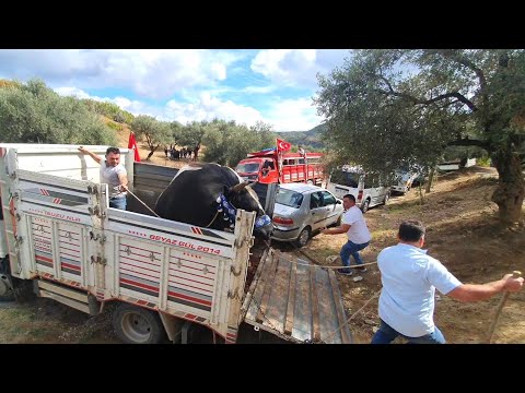 SÜSKEN BOĞAYI KAMYONDAN İNDİRME