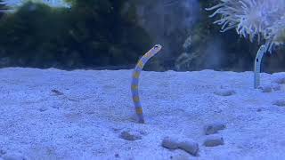 ニシキアナゴ　Splendid garden eel by イエスイ-おうち水族館- 18 views 2 months ago 50 seconds