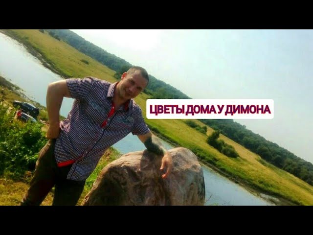 синодениум и его обрезка