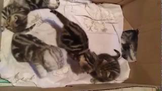 Результат вязки с кошкой Соня Результат вязки с кошкой Соня