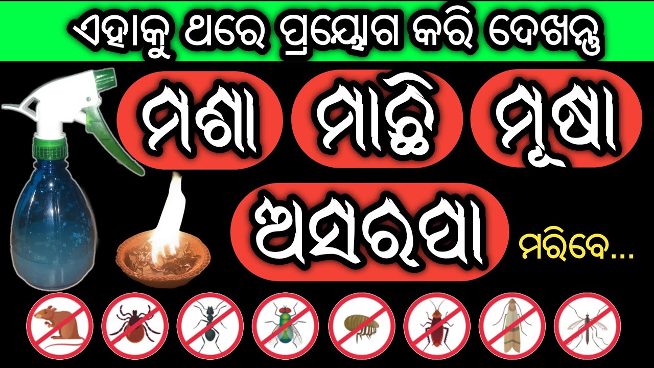 ୫ ମିନିଟରେ ମଶା-ମାଛି-ମୂଷା ଘରୁ ଗାୟବ ହୋଇଯିବେ, ଆଉ କେବେ ଦେଖା ଯିବିନେ | Get Rid Of Mosquitoes, Rats in Odia