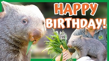 Bucky the Wombat Joey Turns 1 | Australian Reptile Park