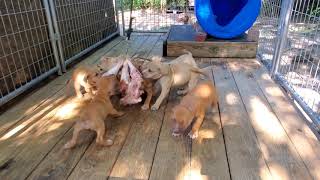 Sporting Dogs (pit bull documentary)