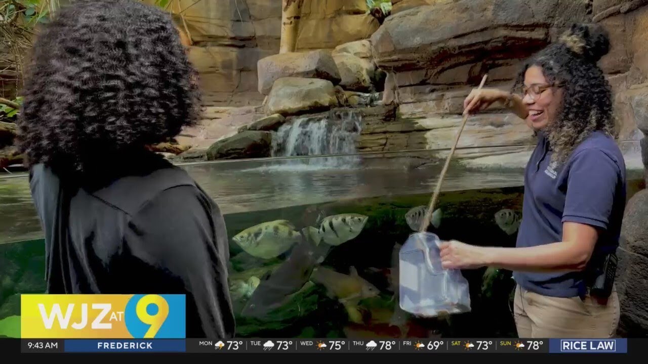 Field Trip: Learning about the Spitting Fish at the National Aquarium