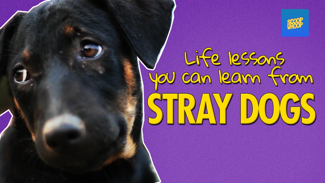 ScoopWhoop Life Lessons You Can Learn From Stray Dogs YouTube