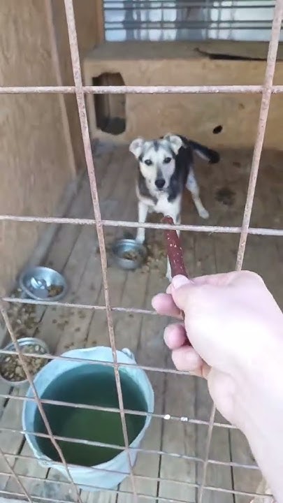 Дружные собачки кушают вкусняшки #собака #dog #dogs - YouTube