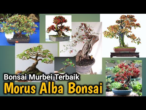 Inspirasi Bonsai Murbei Terbaik Morus Alba Bonsai Youtube