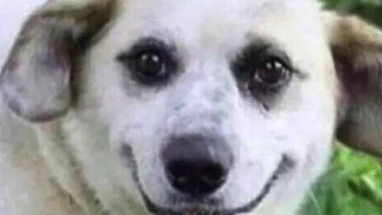 Dog Getting Hit With A Frisbee Without The Frisbee Dog Getting Hit With A Frisbee Without The Frisbee