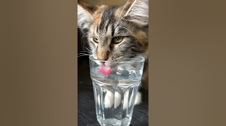 Video 3000591: cutecat norwegianforestcat, norwegianforestcat cat cute, kitten norwegianforestcat, cat kitten cutecat funny