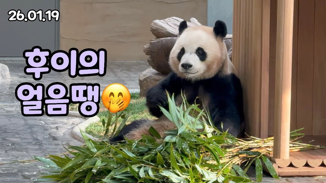 26.01.19 후이의 얼음땡으로 모두가 엄마 미소🤭💕