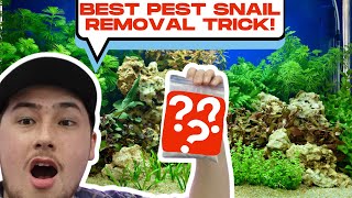 How to Get Rid of Pest Snails From Your Aquarium!
