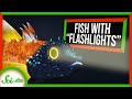 3 Fish With Built-In Flashlights