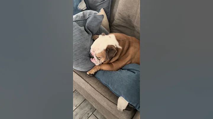 Time sleeping 🥱 #shorts #puppy #dog #bulldog