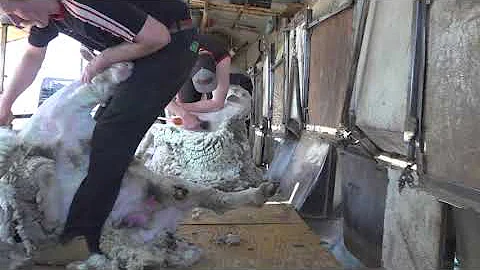 A look at sheep shearing