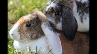 Como Criar Conejos MINI LOP En Casa? (Todo lo que necesitas saber)