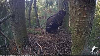 Rota nelaiž Annu ligzdā / Rota does not let Anna into the nest