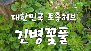 대한민국 토종허브 긴병꽃풀
