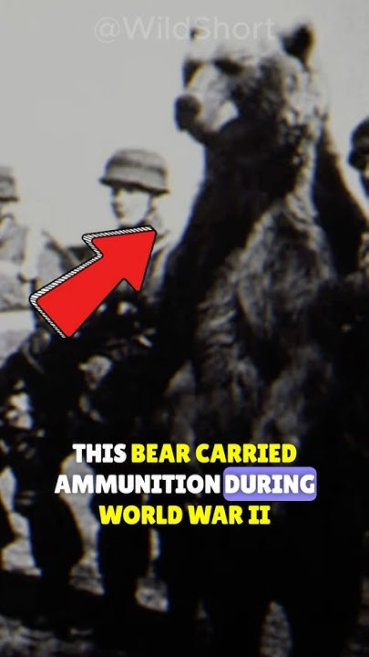 Wojtek The Bear That Went To War Full Movie 🐻Wojtek: The Bear Who Went To War!💂 | World War II Animal Hero Wojtek