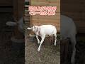 やっぱり!ぐーたらなサラちゃんw🐐 #やぎ #goat #シバヤギ