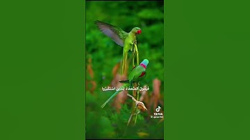 #تلاوة_خاشعة #محمد_الفقية #راحة_نفسية #القرآن_الكريم #المصحف #هدوء_الصباح #اكسبلور #الوقار_الزيدية