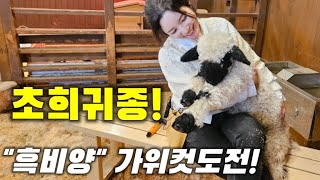 전세계 2만마리밖에 없대요‼️ 몸값비싼 "흑비양"미용!! |팬더닮은양🐏시강주의🔥