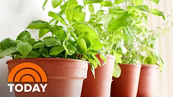 Martha Stewart Shows How To Plant Your Own Herbs | TODAY