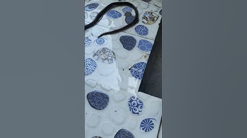 bé trai 13 tuổi bị rắn cắn thi đấu người nhà mua ba con rắn lục đuôi đỏ #shots