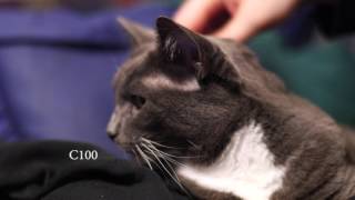 Canon 6D vs. Canon C100 - kitty