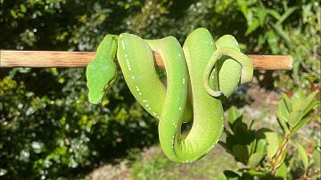 How to handle green tree pythons