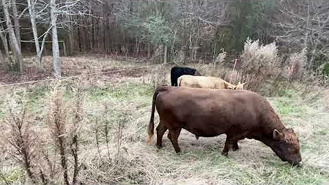 Fast Dexter cattle move to new paddock, line breeding?