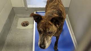 acs A364562