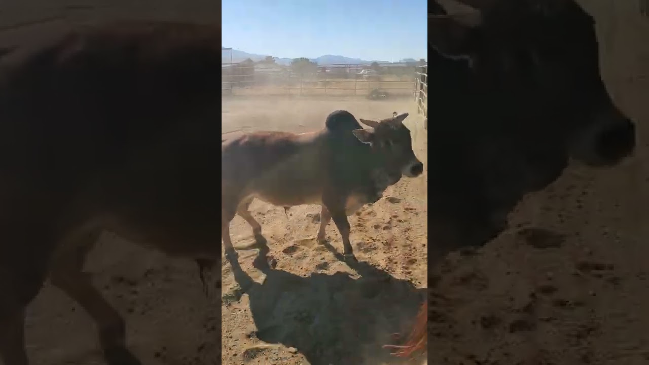 Titus enjoying his morning turnout