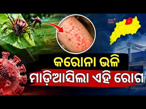 ହୁ ହୁ ହୋଇ ମାଡ଼ିଆସୁଛି | Scrub Typhus Cases Rise in Sundargarh: 929 Test Positive | Odia News