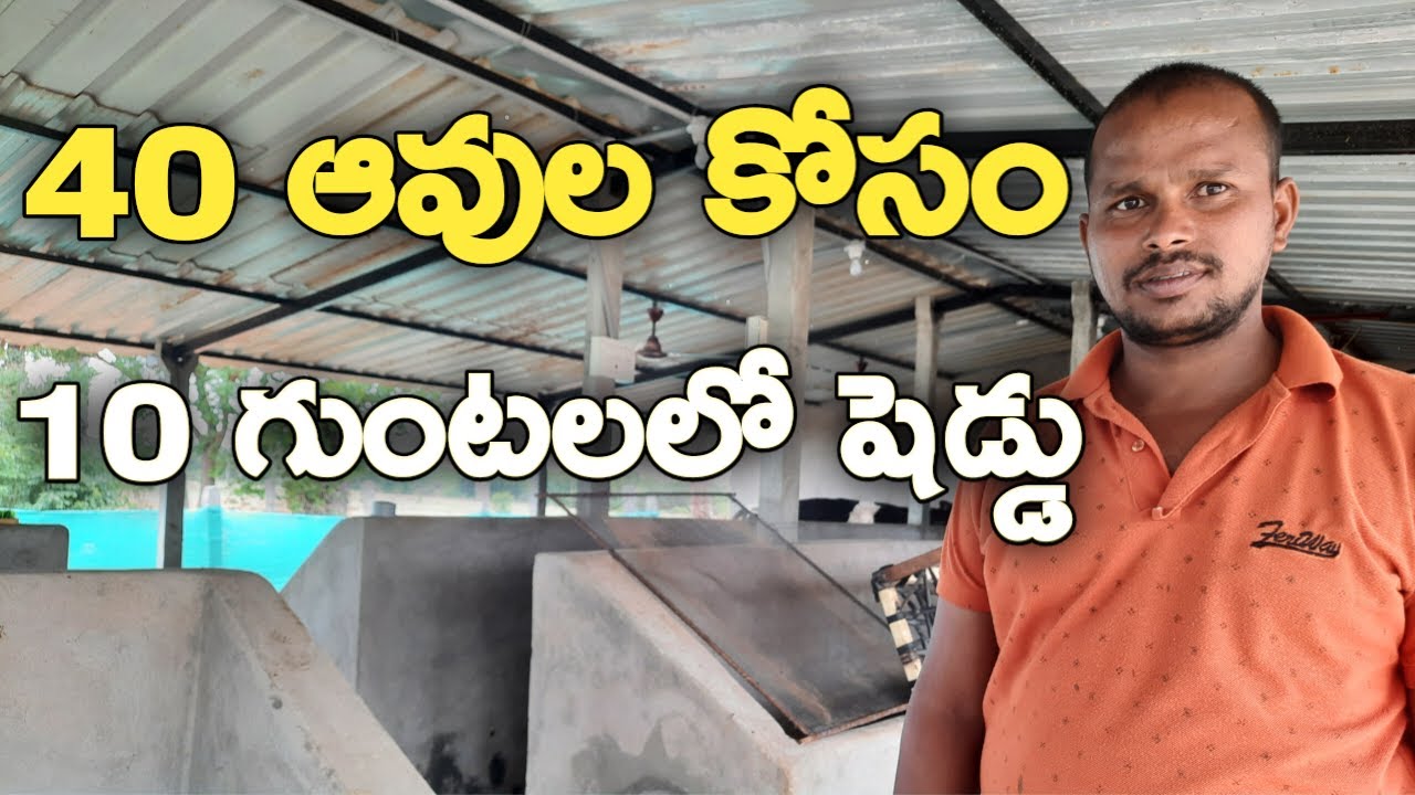 10 గుంటలలో 40 ఆవుల కోసం షెడ్డు|Shed for 40 cows in 10 pits|shed for dairy farm|mallesh adla|