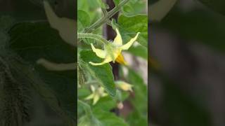 Organic Gardening/Tomato Flowers Dropping Solution #handpollination #youtubeshorts