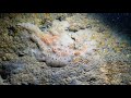 © Подводная пещера Temna Dopka в Болгарии, фауна и флора