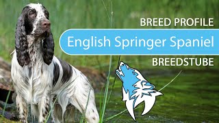► English Springer Spaniel Breed Profile [2022] Temperament & Training