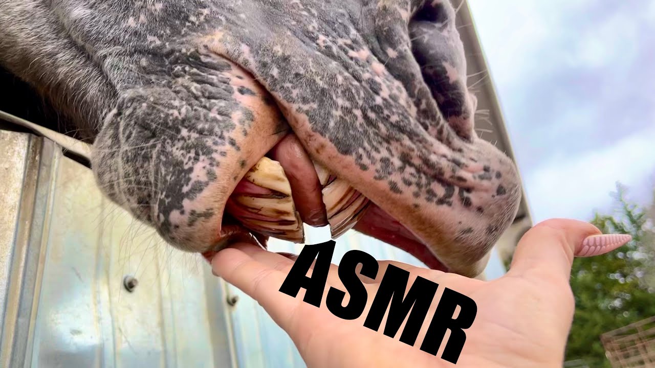 ASMR Outdoors on Acreage 🌾 Tapping, Concrete, Animals