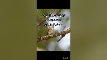 تلاوة لم تسمع مثلها من قبل خشوع لا يوصف جمال الصوت/طبيعة وطيور(لا إله إلا الله محمد رسول الله)