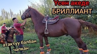 БРИЛЛИАНТТЫ АТАКТУУ БАЛБАН ЧАПКАН 😱Үсөн акенин аттары