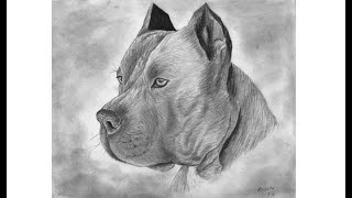 Como dibujo un pitbull realista | How to draw a realistic pit bull - thptnganamst.edu.vn