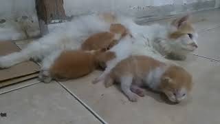 Kittens Starting to Learn to Walk..|| Anak Kucing Mulai Belajar Jalan..|| Tingkah LUCU ANAK kucing.. by kucing meaung 1,892 views 7 months ago 4 minutes, 16 seconds