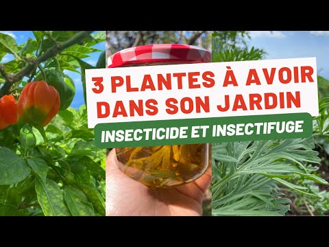 Vidéo: Qu'est-ce que l'insecticide azadirachtine : utiliser de l'huile de neem et de l'azadirachtine pour lutter contre les parasites