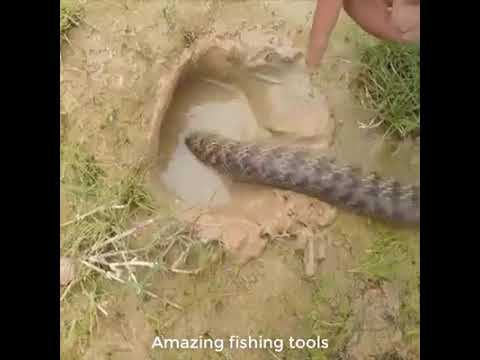 Video: Hadí Rybolov