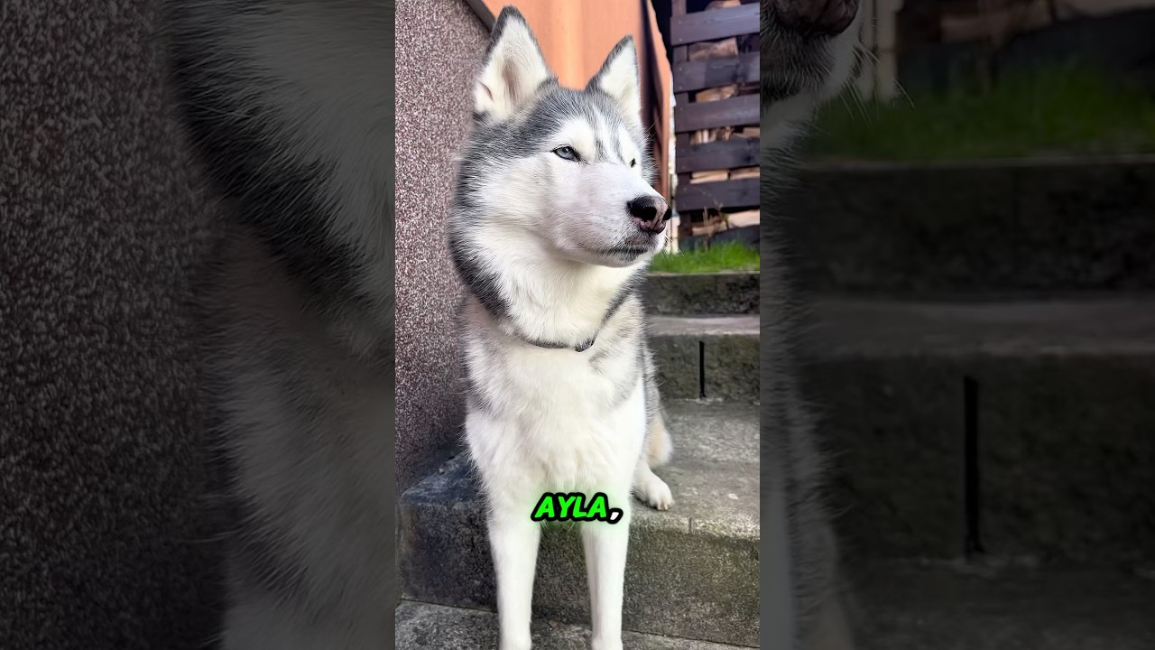 Husky Expressions: Ayla’s Best Faces! 🐾 