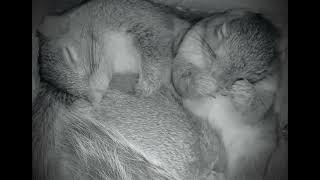 Adorable sneezing sleeping squirrel 💕🐿