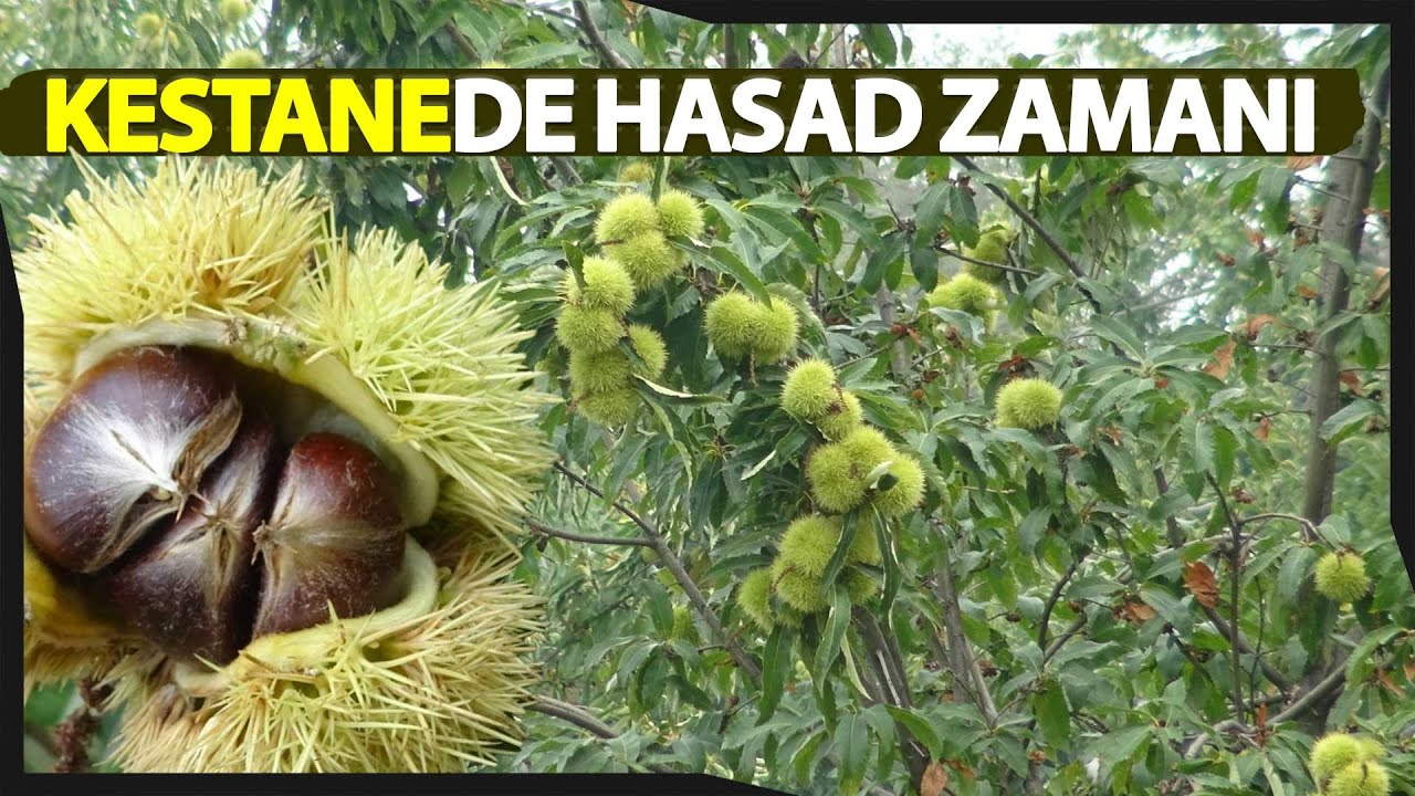 Kestane Hasadı Başladı, Kilosu 15-20 TL'den Satışa Çıktı